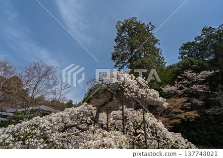 I photographed the legendary Senganzakura cherry blossoms in full bloom at Oharano Shrine in Nishikyo Ward, Kyoto City. I photographed the legendary Senganzakura cherry blossoms in full bloom at Oharano Shrine in Nishikyo Ward, Kyoto City. 137748021