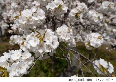 I photographed the legendary Senganzakura cherry blossoms in full bloom at Oharano Shrine in Nishikyo Ward, Kyoto City. I photographed the legendary Senganzakura cherry blossoms in full bloom at Oharano Shrine in Nishikyo Ward, Kyoto City. 137748027