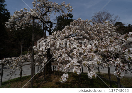 I photographed the legendary Senganzakura cherry blossoms in full bloom at Oharano Shrine in Nishikyo Ward, Kyoto City. 137748033