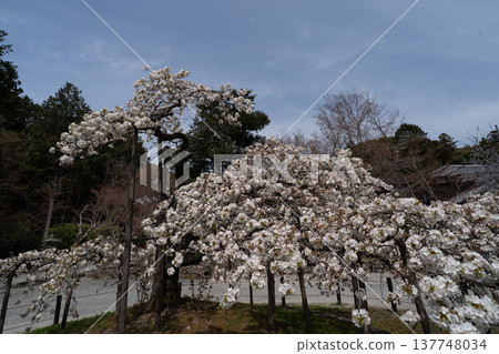 I photographed the legendary Senganzakura cherry blossoms in full bloom at Oharano Shrine in Nishikyo Ward, Kyoto City. 137748034