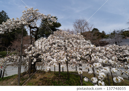 I photographed the legendary Senganzakura cherry blossoms in full bloom at Oharano Shrine in Nishikyo Ward, Kyoto City. 137748035