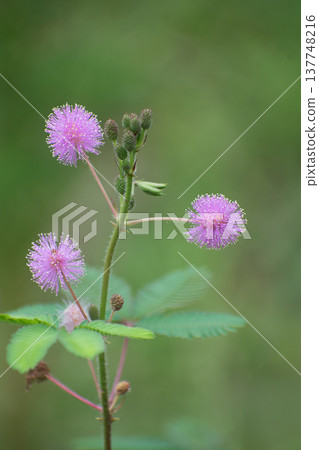 Ojigisaw flowers 137748216