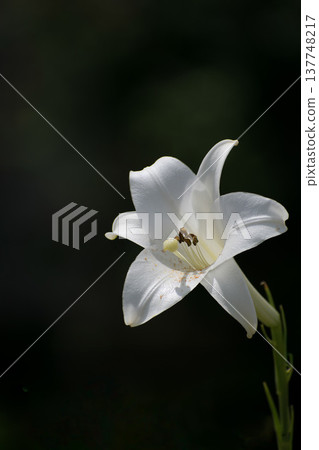 White lily flowers White lily flowers 137748217