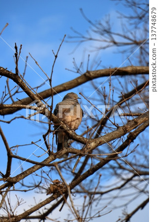 A perch under the winter sky A perch under the winter sky 137748679