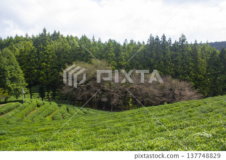 This is a green tea field landscape in Boseong, Jeollanam-do, Korea. This is a green tea field landscape in Boseong, Jeollanam-do, Korea. 137748829