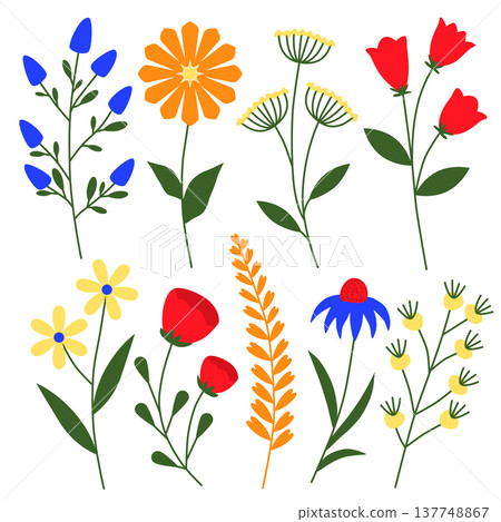 Wildflower Botanical Flower Illustration Collection Wildflower Botanical Flower Illustration Collection 137748867
