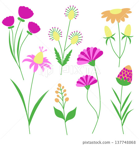 Wildflower Botanical Flower Illustration Collection Wildflower Botanical Flower Illustration Collection 137748868