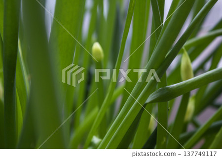 This is a close-up of a green onion. This is a close-up of a green onion. 137749117
