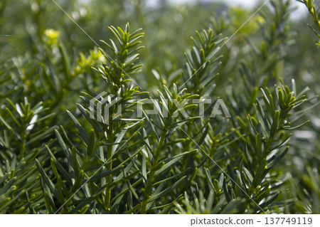 Taxus baccata close up. Green branches of yew tree(Taxus baccata, English yew 137749119