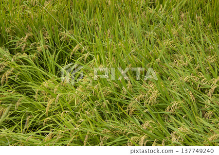 A field with fallen rice	 137749240