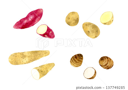 A set of various sweet potatoes - hand-drawn watercolor illustrations of vegetables 137749285
