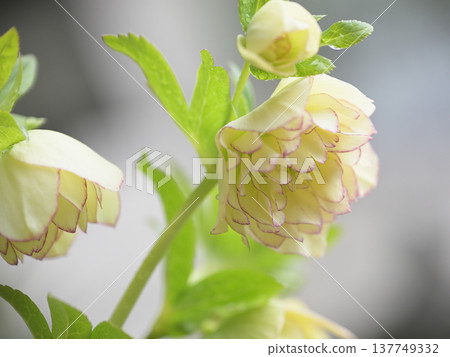 在柔和的光線下盛開的聖誕玫瑰——春日花園鮮花 137749332