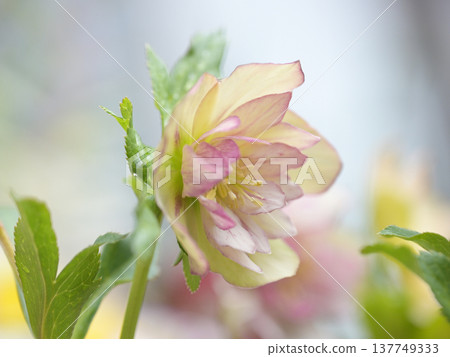 在柔和的光線下盛開的聖誕玫瑰——春日花園鮮花 137749333