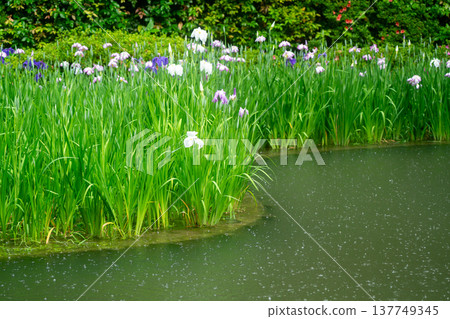 Irises in full bloom amidst the rain at Byakko Pond in the West Garden of Heian Shrine in Okazaki, Sakyo Ward, Kyoto City. 137749345
