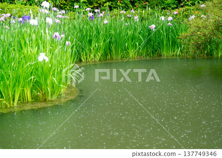 Irises in full bloom amidst the rain at Byakko Pond in the West Garden of Heian Shrine in Okazaki, Sakyo Ward, Kyoto City. 137749346