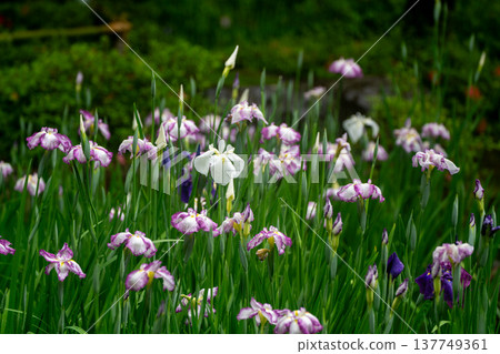Irises in full bloom amidst the rain at Byakko Pond in the West Garden of Heian Shrine in Okazaki, Sakyo Ward, Kyoto City. Irises in full bloom amidst the rain at Byakko Pond in the West Garden of Heian Shrine in Okazaki, Sakyo Ward, Kyoto City. 137749361