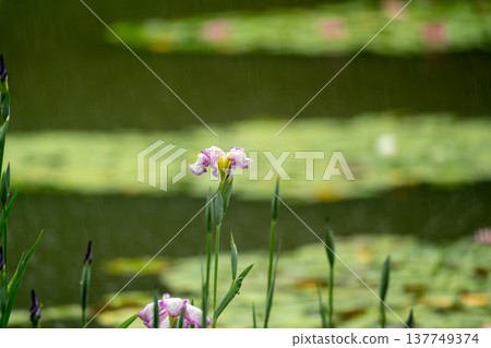 Irises in full bloom amidst the rain at Byakko Pond in the West Garden of Heian Shrine in Okazaki, Sakyo Ward, Kyoto City. 137749374