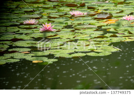 京都市左京區岡崎平安神宮西庭白虎池,雨中鳶尾花盛開。 京都市左京區岡崎平安神宮西庭白虎池,雨中鳶尾花盛開。 137749375