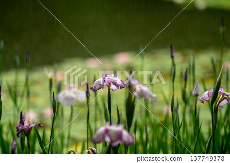 Irises in full bloom amidst the rain at Byakko Pond in the West Garden of Heian Shrine in Okazaki, Sakyo Ward, Kyoto City. 137749378