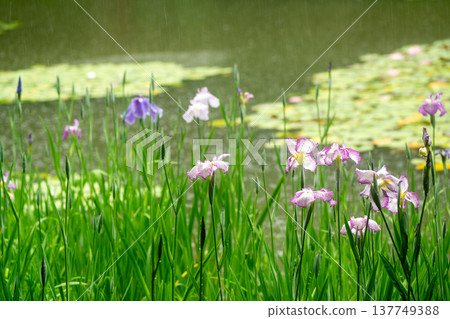 Irises in full bloom amidst the rain at Byakko Pond in the West Garden of Heian Shrine in Okazaki, Sakyo Ward, Kyoto City. Irises in full bloom amidst the rain at Byakko Pond in the West Garden of Heian Shrine in Okazaki, Sakyo Ward, Kyoto City. 137749388