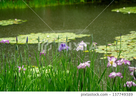 Irises in full bloom amidst the rain at Byakko Pond in the West Garden of Heian Shrine in Okazaki, Sakyo Ward, Kyoto City. 137749389