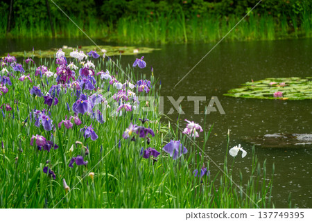 Irises in full bloom amidst the rain at Byakko Pond in the West Garden of Heian Shrine in Okazaki, Sakyo Ward, Kyoto City. Irises in full bloom amidst the rain at Byakko Pond in the West Garden of Heian Shrine in Okazaki, Sakyo Ward, Kyoto City. 137749395