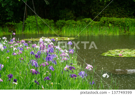 Irises in full bloom amidst the rain at Byakko Pond in the West Garden of Heian Shrine in Okazaki, Sakyo Ward, Kyoto City. 137749399