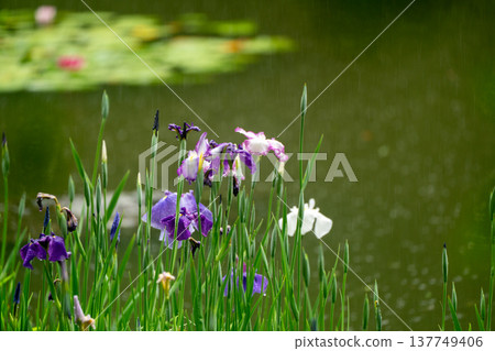 Irises in full bloom amidst the rain at Byakko Pond in the West Garden of Heian Shrine in Okazaki, Sakyo Ward, Kyoto City. Irises in full bloom amidst the rain at Byakko Pond in the West Garden of Heian Shrine in Okazaki, Sakyo Ward, Kyoto City. 137749406