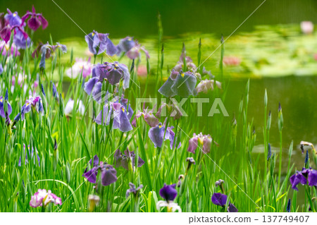Irises in full bloom amidst the rain at Byakko Pond in the West Garden of Heian Shrine in Okazaki, Sakyo Ward, Kyoto City. Irises in full bloom amidst the rain at Byakko Pond in the West Garden of Heian Shrine in Okazaki, Sakyo Ward, Kyoto City. 137749407