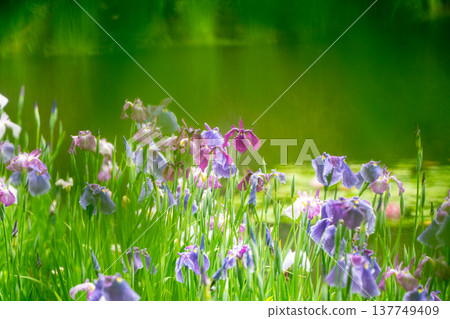 Irises in full bloom amidst the rain at Byakko Pond in the West Garden of Heian Shrine in Okazaki, Sakyo Ward, Kyoto City. Irises in full bloom amidst the rain at Byakko Pond in the West Garden of Heian Shrine in Okazaki, Sakyo Ward, Kyoto City. 137749409