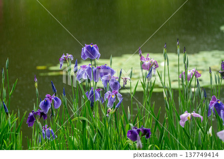 Irises in full bloom amidst the rain at Byakko Pond in the West Garden of Heian Shrine in Okazaki, Sakyo Ward, Kyoto City. 137749414
