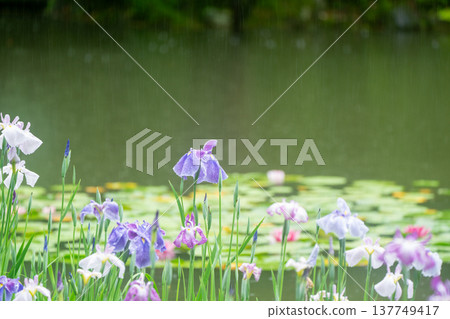 京都市左京區岡崎平安神宮西庭白虎池，雨中鳶尾花盛開。 137749417