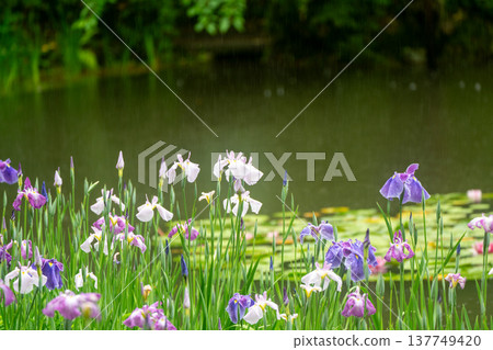 Irises in full bloom amidst the rain at Byakko Pond in the West Garden of Heian Shrine in Okazaki, Sakyo Ward, Kyoto City. 137749420