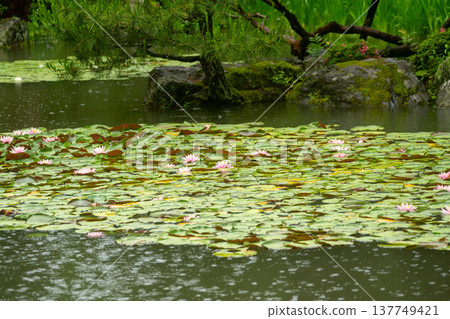 Irises in full bloom amidst the rain at Byakko Pond in the West Garden of Heian Shrine in Okazaki, Sakyo Ward, Kyoto City. Irises in full bloom amidst the rain at Byakko Pond in the West Garden of Heian Shrine in Okazaki, Sakyo Ward, Kyoto City. 137749421
