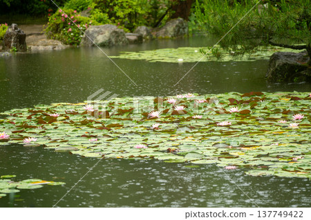 Irises in full bloom amidst the rain at Byakko Pond in the West Garden of Heian Shrine in Okazaki, Sakyo Ward, Kyoto City. Irises in full bloom amidst the rain at Byakko Pond in the West Garden of Heian Shrine in Okazaki, Sakyo Ward, Kyoto City. 137749422