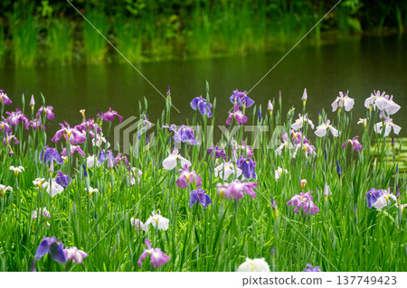 Irises in full bloom amidst the rain at Byakko Pond in the West Garden of Heian Shrine in Okazaki, Sakyo Ward, Kyoto City. 137749423
