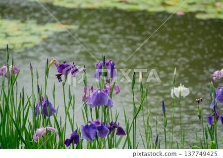 Irises in full bloom amidst the rain at Byakko Pond in the West Garden of Heian Shrine in Okazaki, Sakyo Ward, Kyoto City. 137749425