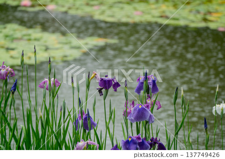 Irises in full bloom amidst the rain at Byakko Pond in the West Garden of Heian Shrine in Okazaki, Sakyo Ward, Kyoto City. 137749426