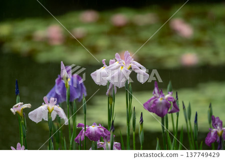 Irises in full bloom amidst the rain at Byakko Pond in the West Garden of Heian Shrine in Okazaki, Sakyo Ward, Kyoto City. Irises in full bloom amidst the rain at Byakko Pond in the West Garden of Heian Shrine in Okazaki, Sakyo Ward, Kyoto City. 137749429