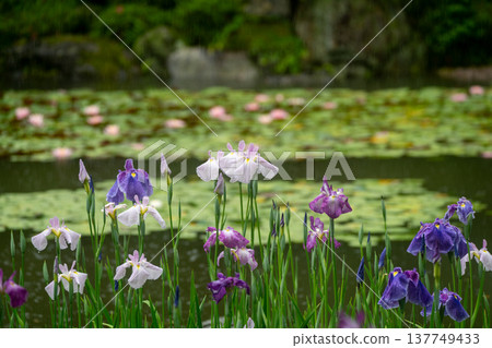 京都市左京區岡崎平安神宮西庭白虎池，雨中鳶尾花盛開。 137749433