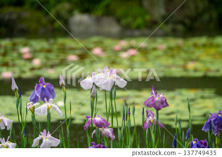 Irises in full bloom amidst the rain at Byakko Pond in the West Garden of Heian Shrine in Okazaki, Sakyo Ward, Kyoto City. 137749435