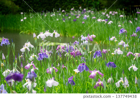 Irises in full bloom amidst the rain at Byakko Pond in the West Garden of Heian Shrine in Okazaki, Sakyo Ward, Kyoto City. Irises in full bloom amidst the rain at Byakko Pond in the West Garden of Heian Shrine in Okazaki, Sakyo Ward, Kyoto City. 137749438
