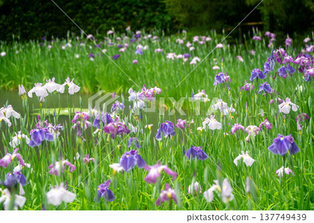 Irises in full bloom amidst the rain at Byakko Pond in the West Garden of Heian Shrine in Okazaki, Sakyo Ward, Kyoto City. Irises in full bloom amidst the rain at Byakko Pond in the West Garden of Heian Shrine in Okazaki, Sakyo Ward, Kyoto City. 137749439
