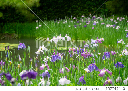 Irises in full bloom amidst the rain at Byakko Pond in the West Garden of Heian Shrine in Okazaki, Sakyo Ward, Kyoto City. Irises in full bloom amidst the rain at Byakko Pond in the West Garden of Heian Shrine in Okazaki, Sakyo Ward, Kyoto City. 137749440