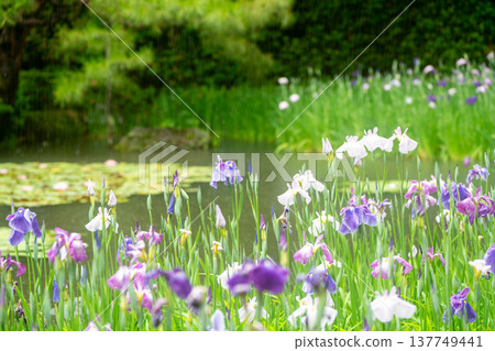 Irises in full bloom amidst the rain at Byakko Pond in the West Garden of Heian Shrine in Okazaki, Sakyo Ward, Kyoto City. Irises in full bloom amidst the rain at Byakko Pond in the West Garden of Heian Shrine in Okazaki, Sakyo Ward, Kyoto City. 137749441