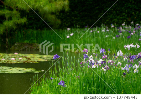 Irises in full bloom amidst the rain at Byakko Pond in the West Garden of Heian Shrine in Okazaki, Sakyo Ward, Kyoto City. Irises in full bloom amidst the rain at Byakko Pond in the West Garden of Heian Shrine in Okazaki, Sakyo Ward, Kyoto City. 137749445