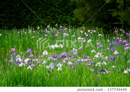 京都市左京區岡崎平安神宮西庭白虎池,雨中鳶尾花盛開。 京都市左京區岡崎平安神宮西庭白虎池,雨中鳶尾花盛開。 137749446