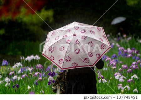 京都市左京區岡崎平安神宮西庭白虎池，雨中鳶尾花盛開。 137749451