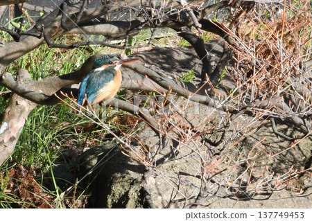 翠鳥在圓覺寺的鷺池捕獵 翠鳥在圓覺寺的鷺池捕獵 137749453
