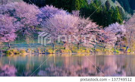 Yoh Yamazakura of Lake Nakanishi Yoh Yamazakura of Lake Nakanishi 137749512